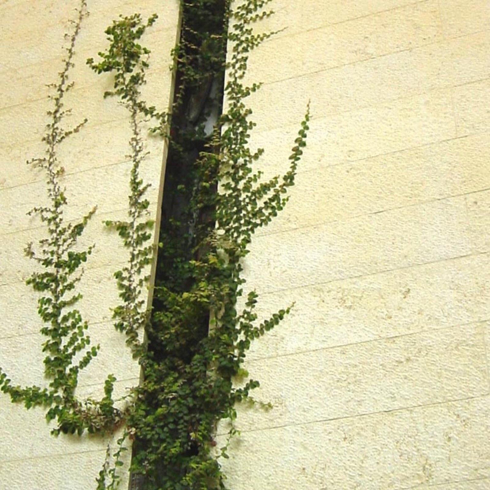 Michael_Singer_Vertical Garden_thumb