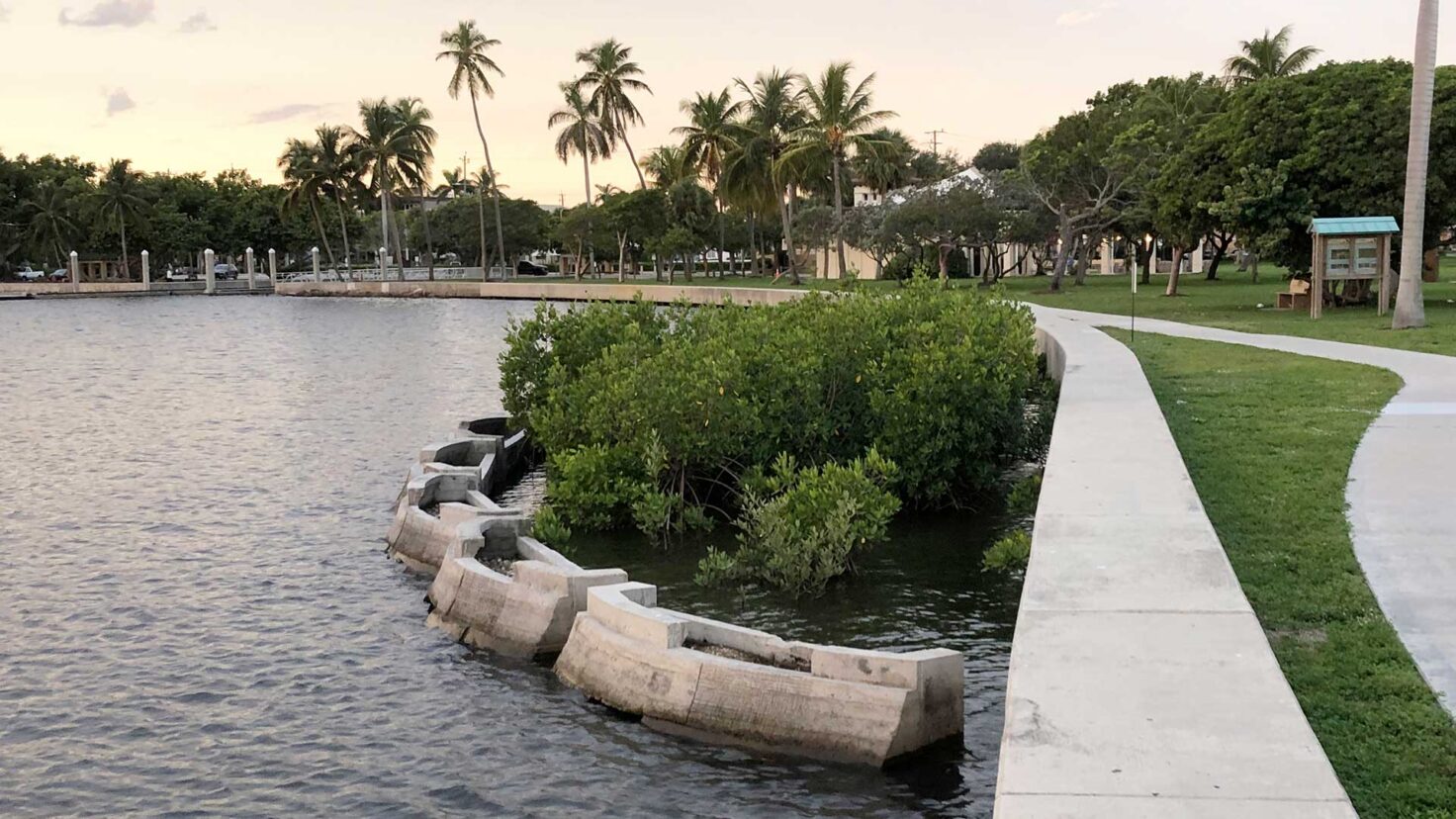 Singer_Studio_Lake_Worth_Living_Shoreline_Mangrove_Planter_ERM_21_Desktop_Web