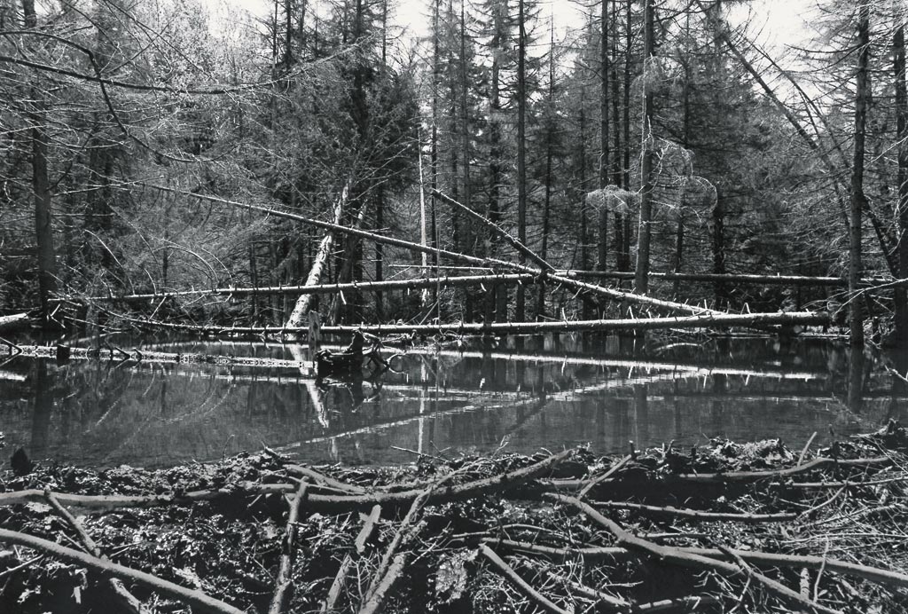 Michael_Singer_Sculpture_Situation_Balance_Beaver_Bog